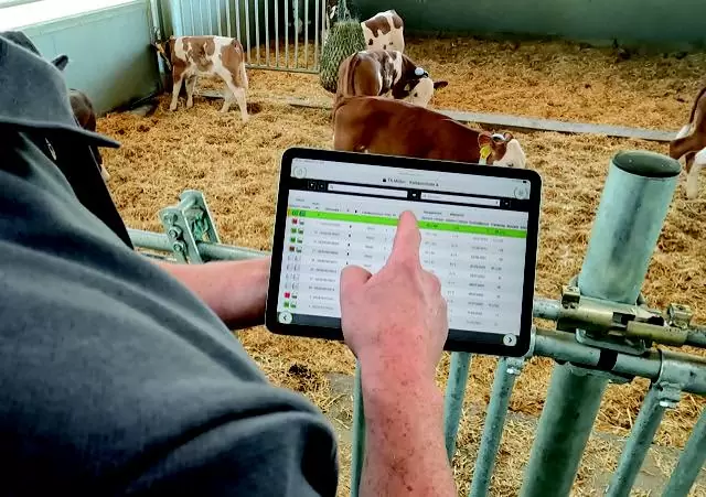 Ein Landwirt überwacht die Daten der Vorderfußwaage auf einem Tablet: Präzise Gewichtserfassung und Kalbüberwachung für eine optimale Tierhaltung.